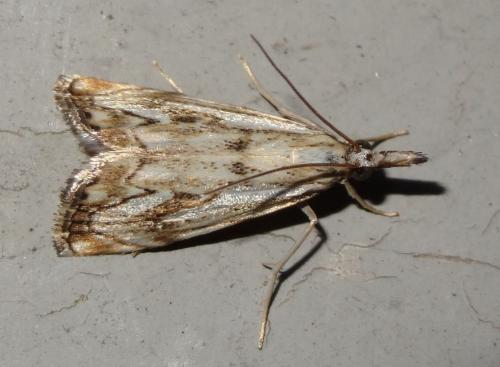 Réf. 187 925 : Catoptria falsella